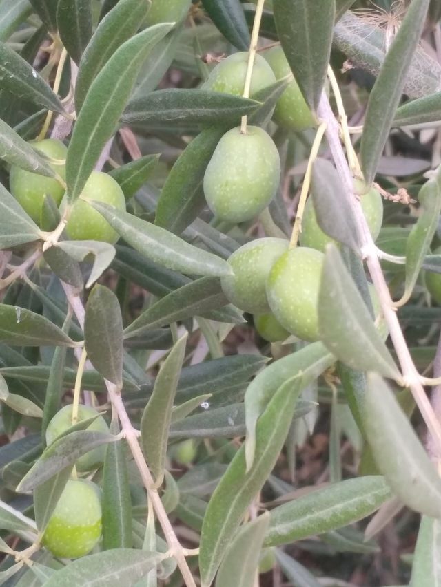 זית